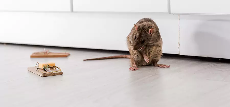 Rat Baiting Removal Service in Canton