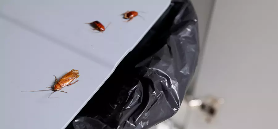 German Roach Pest Control in Canton