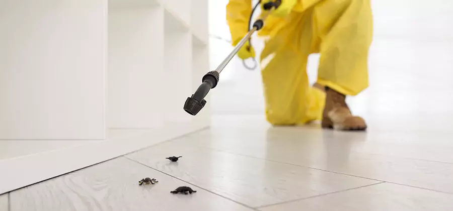Roach and Bed Bug Exterminator in Canton