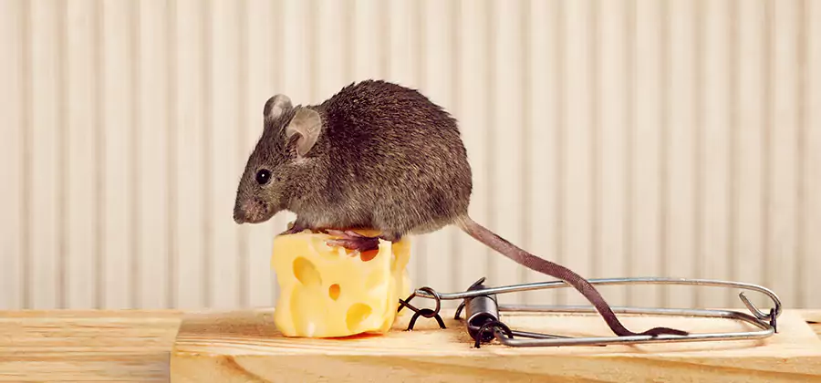 Commercial Rodent Exclusion Services in Canton