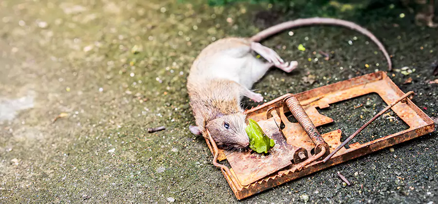 Rat Trapping in Canton