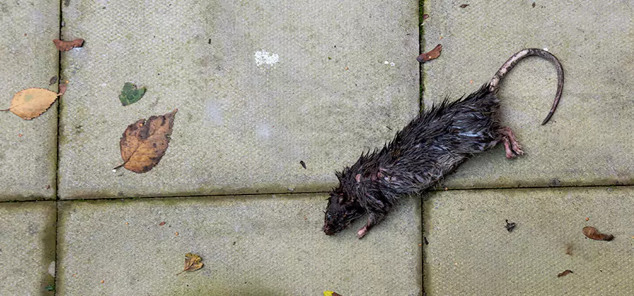 Rodent inspection service in Canton