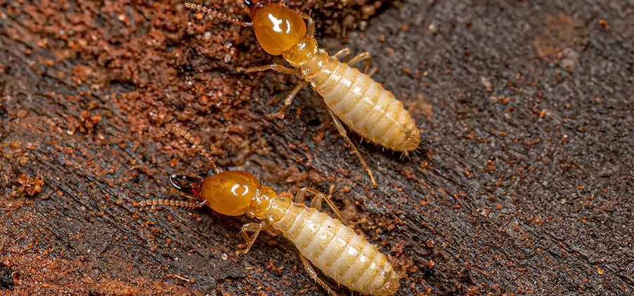 Sentricon Residential Termite Control in Canton