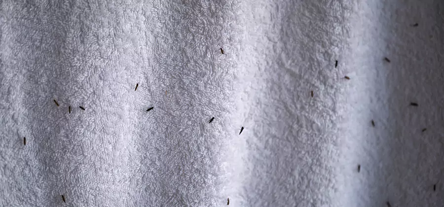 Small Black Ants in Bathroom Treatment in Canton