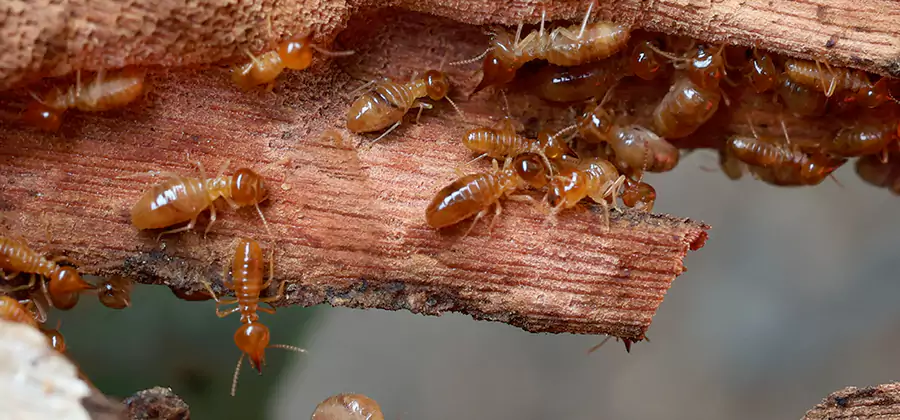 Perimeter Soil Termite Treatment in Canton