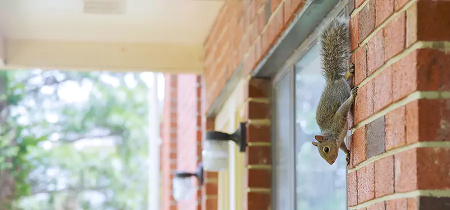 Squirrel Inside Walls Removal in Canton