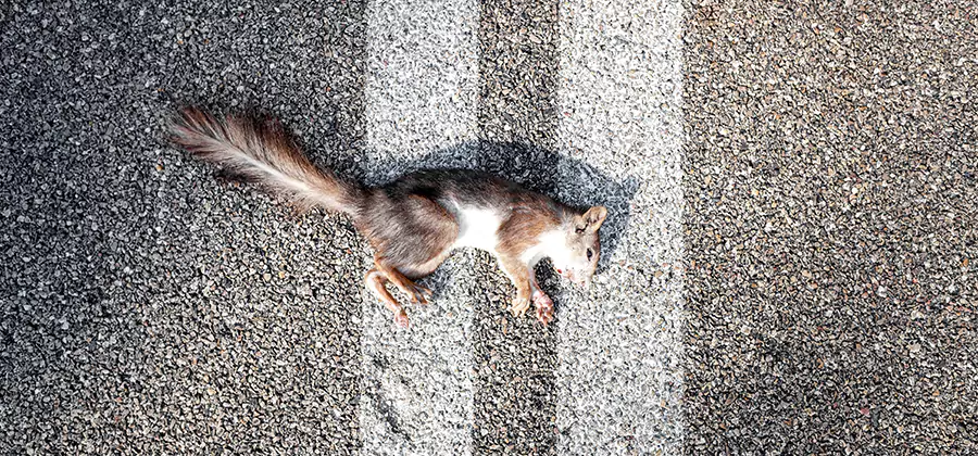 Dead Squirrel Removal in Canton