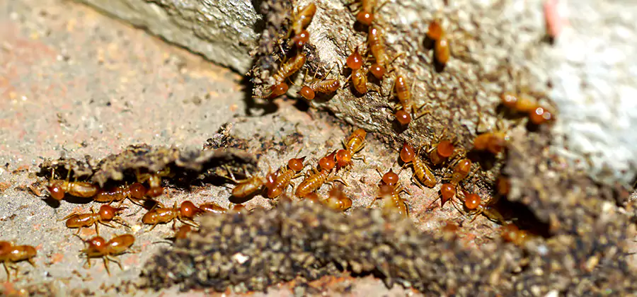 Wood Treatment and Localized Termite Solutions in Canton