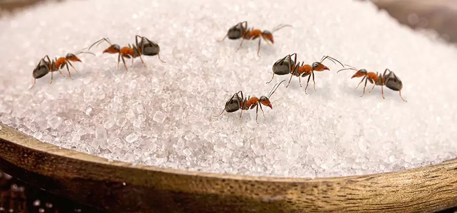 Indoor Sugar Ant Treatment in Canton