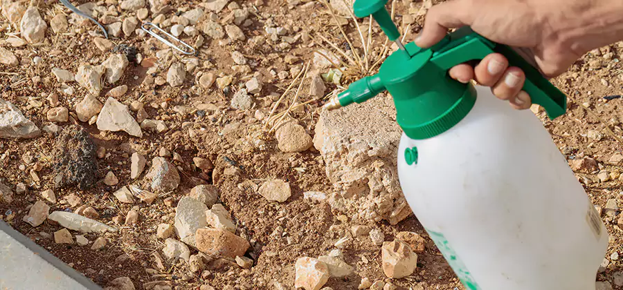 Heat Treatment Termite Cost in Canton