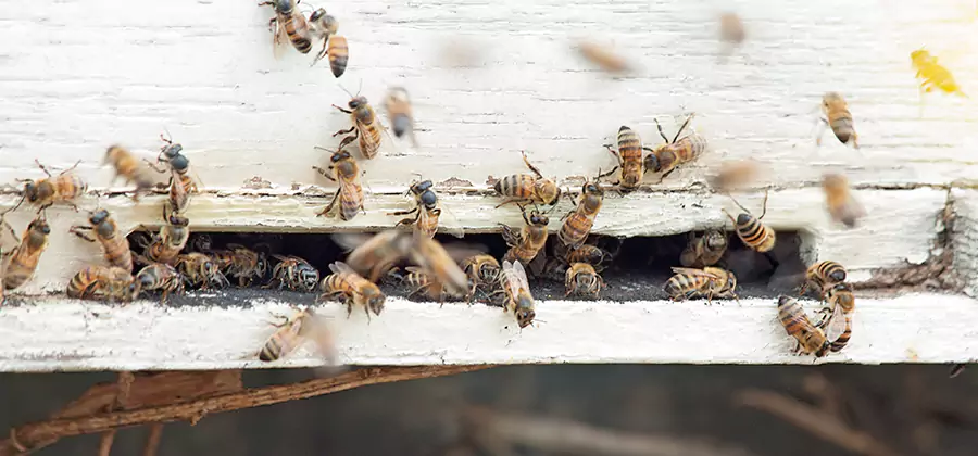 Residential Termite Fumigation in Canton