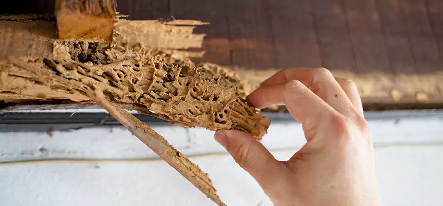 Pre-Purchase Termite Inspection in Canton