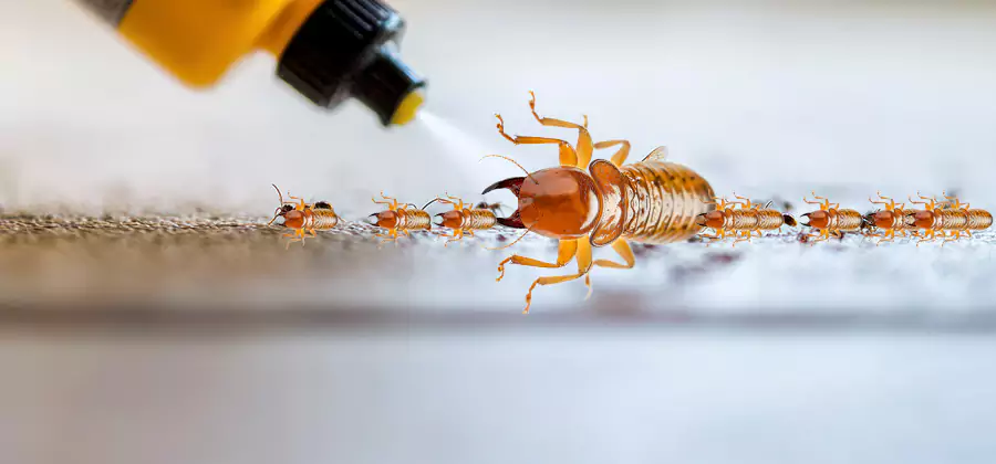 Foundation Termite Spraying Control in Canton