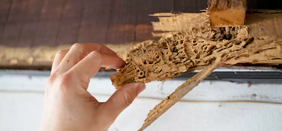 Pre-Construction Termite Treatment in Canton