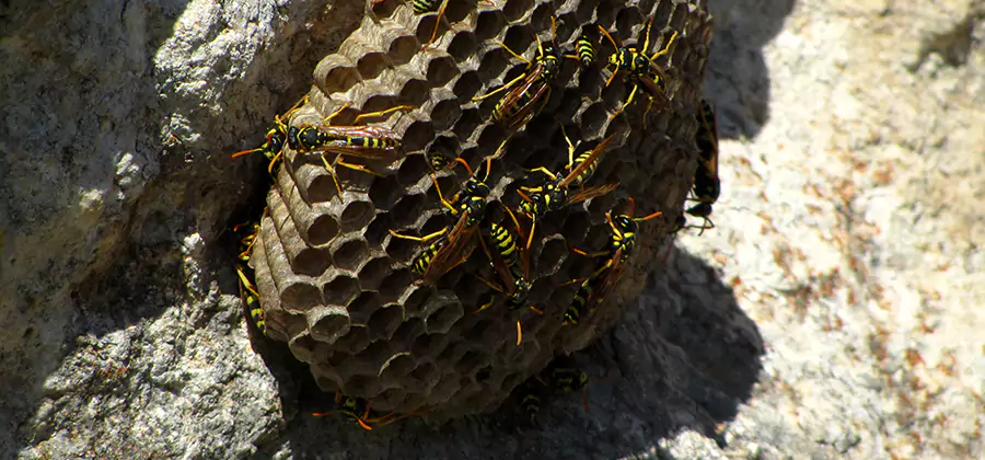 Wasp Nest in Tree Removal Canton