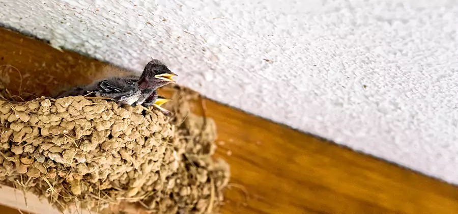 Bird Removal From House in Canton