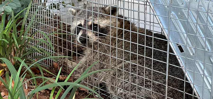Wildlife Relocation Services in Canton