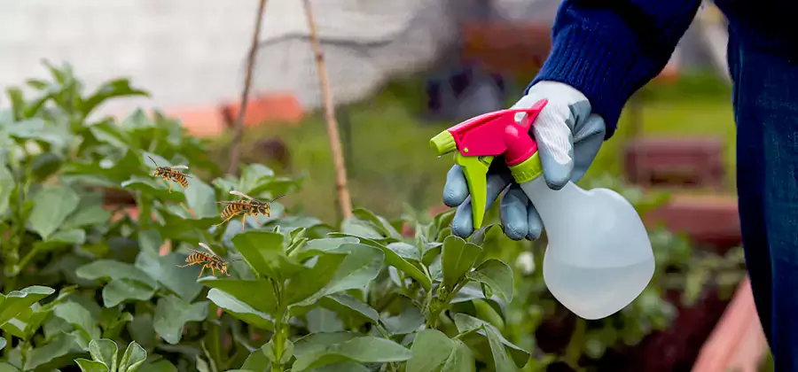 Yellow Jacket Pest Removal for Commercial Properties in Canton