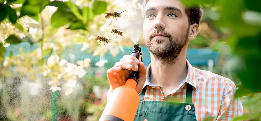Yellow Jacket Wasp Removal in Canton