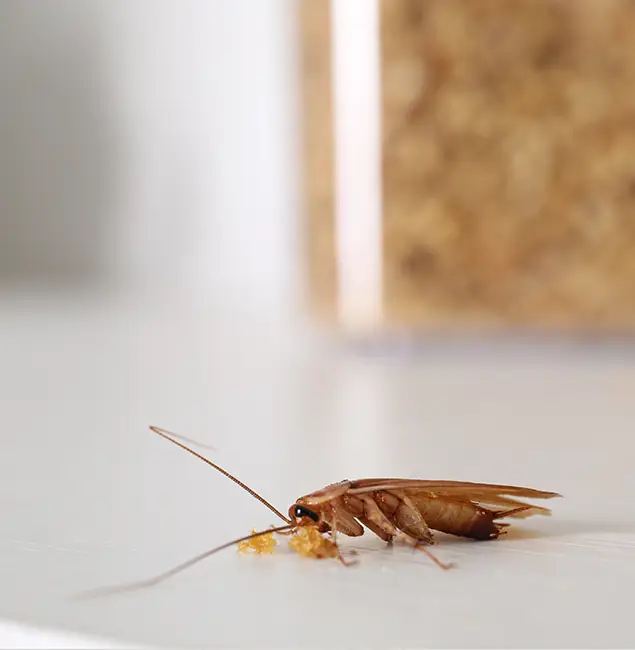 Why Canton Pest Control Pro Stands Out in Canton, GA?