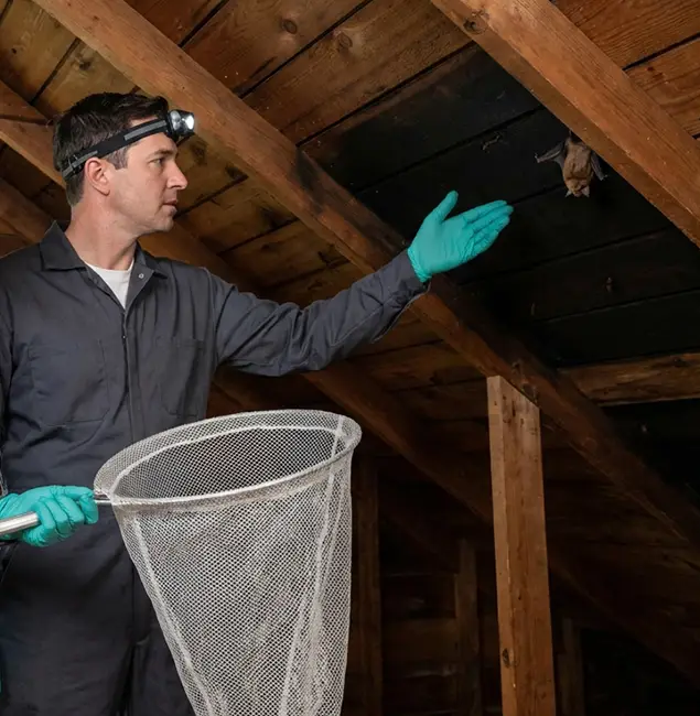 Why Canton Pest Control Pro Is the Right Choice in Canton, GA?