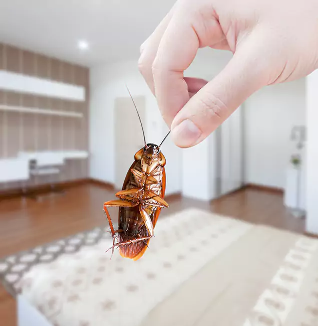 Why Canton Pest Control Pro Stand Out for Bed Bug Fumigation in Canton, GA?