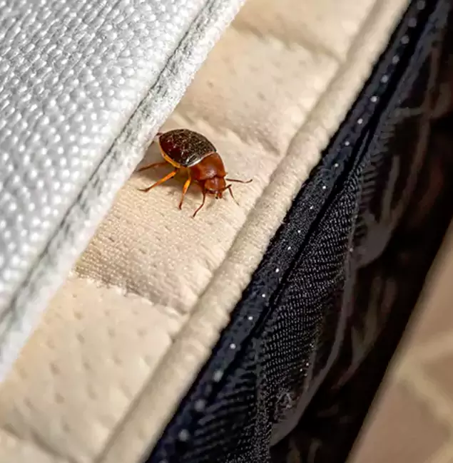 Why Choose Canton Pest Control Pro for Bed Bug Treatment at Home in Canton, GA?