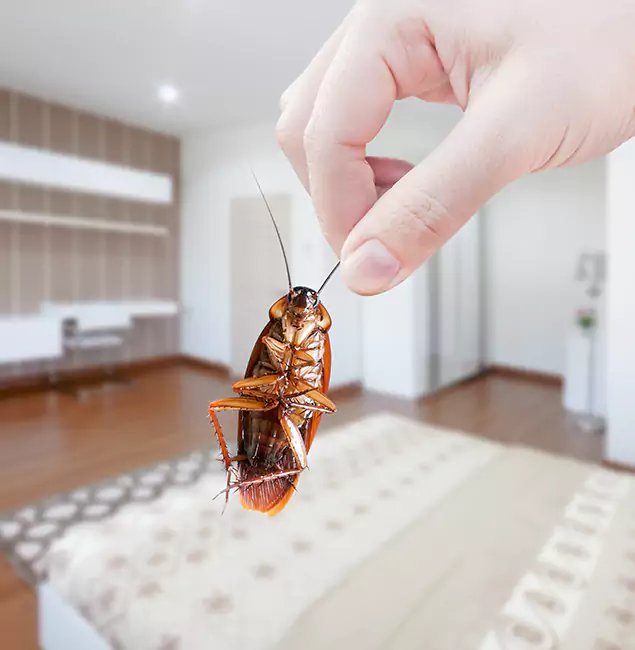 Why Canton Pest Control Pro Stand Out For Bed Bug Inspection in Canton, GA?