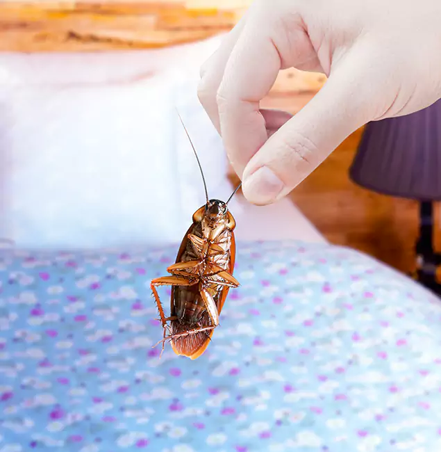 Why Choose Canton Pest Control Pro for Bed Bug Treatment in Canton, GA?