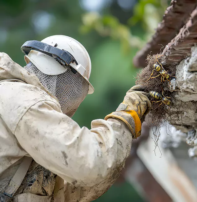 Why Canton Property Owners Choose Canton Pest Control Pro for Bee Exterminator?