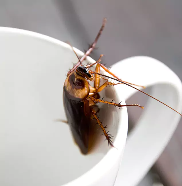 Why Canton, GA Residents Trust Canton Pest Control Pro for Cockroach Fumigation?