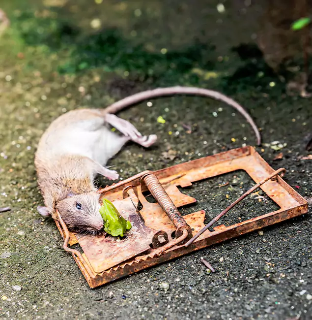 Why Canton, GA Homeowners Trust Canton Pest Control Pro for Rodent Removal?