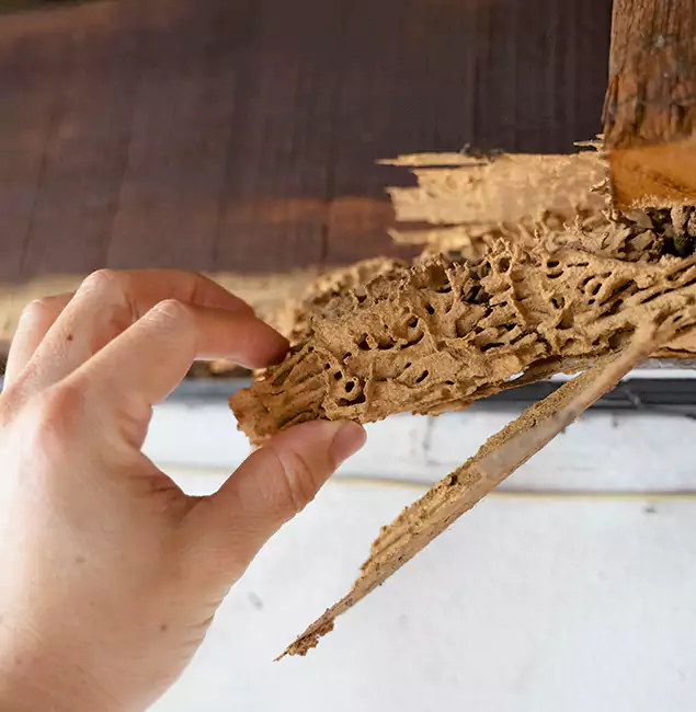 Why Choose Canton Pest Control Pro in Canton, GA?