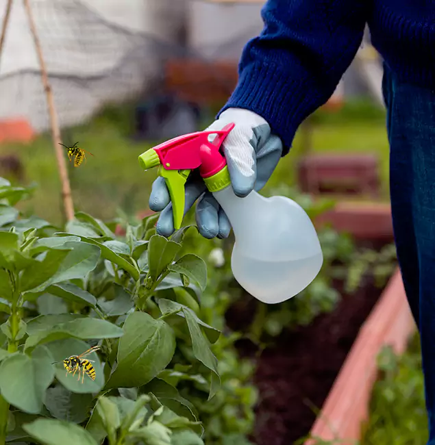 Why Canton Homeowners Choose Canton Pest Control Pro for Honey Bee Removal?