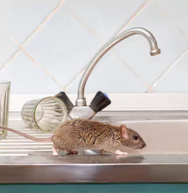 Why Canton, GA Trusts Canton Pest Control Pro for Humane Rodent Control?