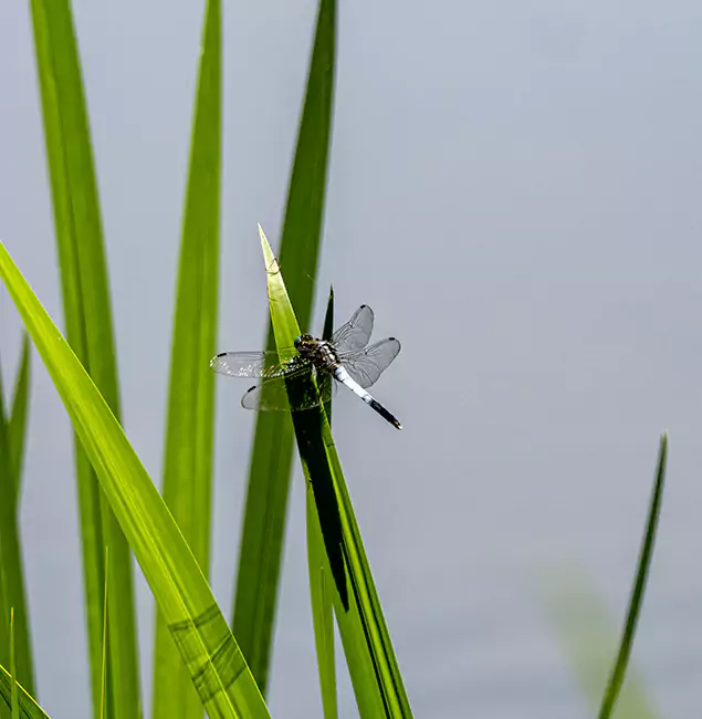 Why Canton Families Trust Canton Pest Control Pro for Mosquito Prevention?