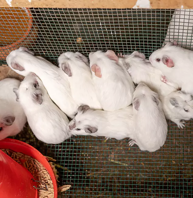 Why Canton Pest Control Pro Is the Trusted Choice in Canton, GA?