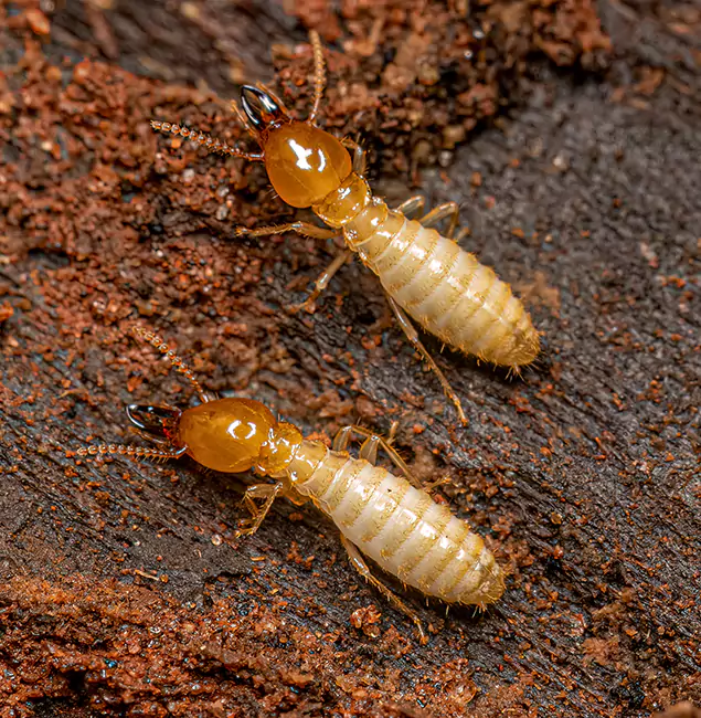 Why Choose Canton Pest Control Pro for Termite Treatment Without Tenting in Canton, GA?