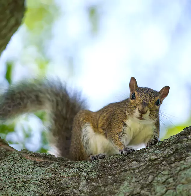 Why Canton, GA Relies on Canton Pest Control Pro for Squirrel Pest Control?