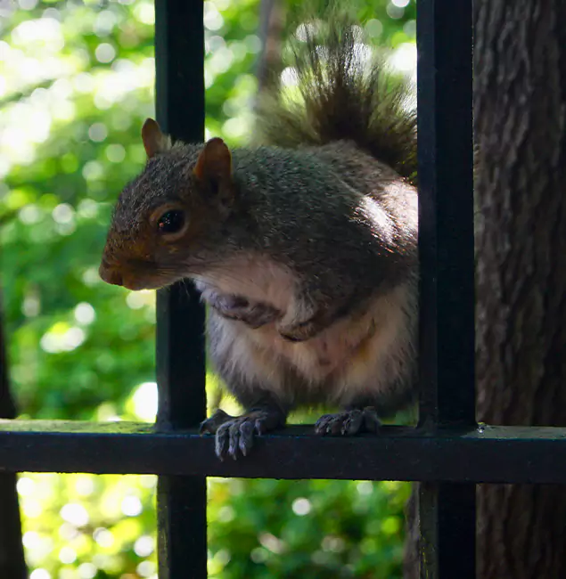 Why Canton, GA Chooses Canton Pest Control Pro for Squirrel Removal?