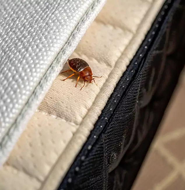 Why Canton Homeowners Trust Canton Pest Control Pro for Tick Treatment?