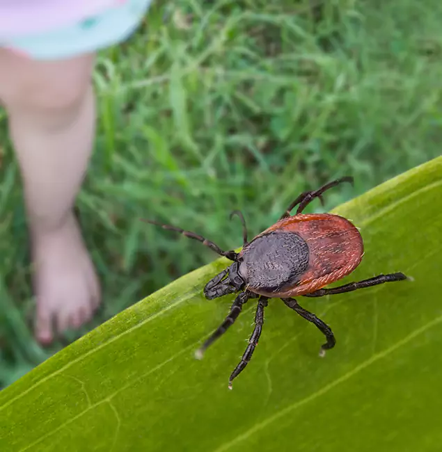 Why Canton Homeowners Choose Canton Pest Control Pro for Tick Extermination?