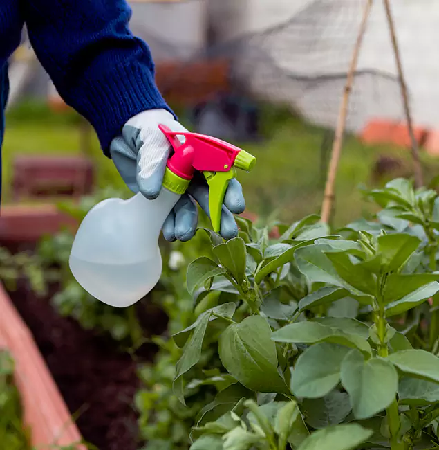 Why Canton Relies on Canton Pest Control Pro for Wasp Control Services?