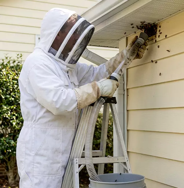 Why Canton Trusts Canton Pest Control Pro for Wasp Control?