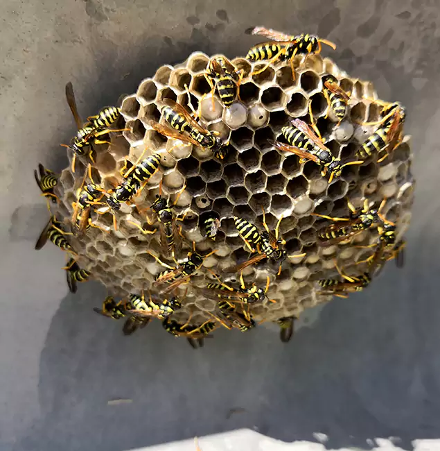 Why Canton Chooses Canton Pest Control Pro for Wasp Control Services?