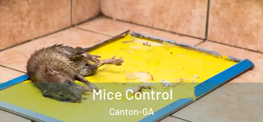 Mice Control Canton-GA