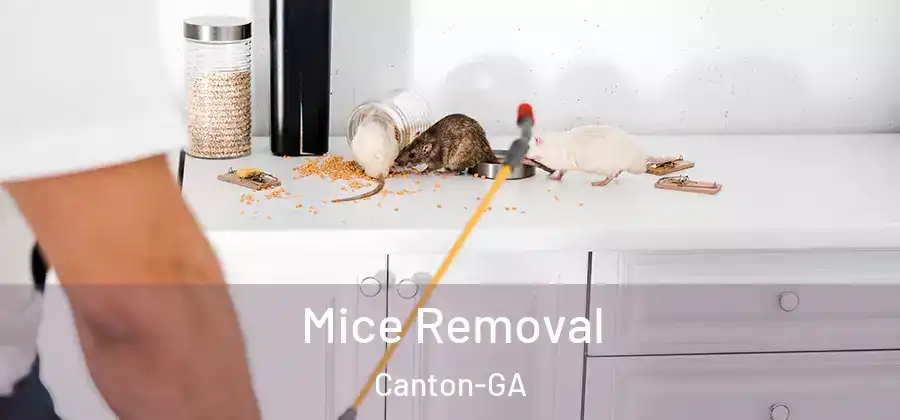 Mice Removal Canton-GA