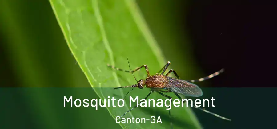 Mosquito Management Canton-GA