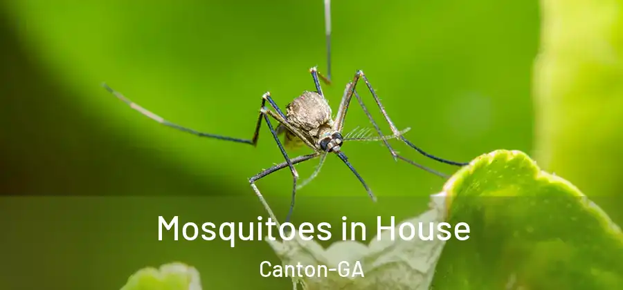 Mosquitoes in House Canton-GA