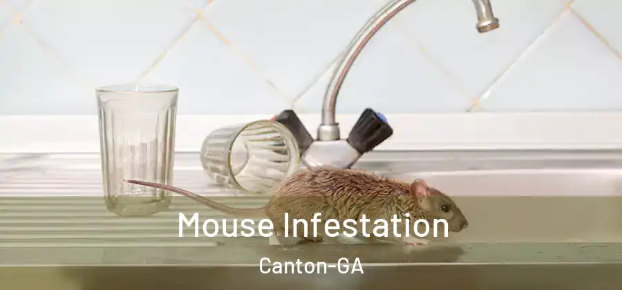 Mouse Infestation Canton-GA